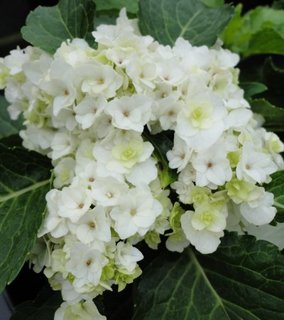 Bigleaf Hydrangea Double Delights™ Wedding Gown